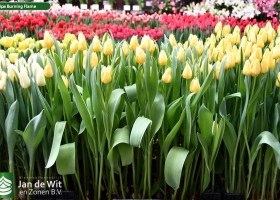 Tulipa Burning Flame (1)